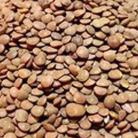 تصویر عدس ریز فله مقدار 500 گرم 