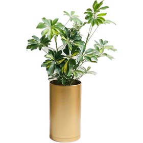 تصویر شفلرا ابلق کد S108 