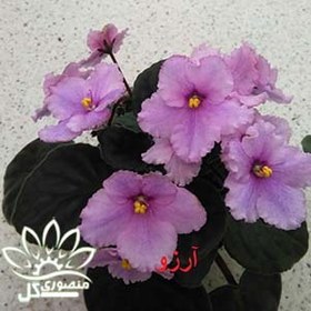 تصویر بنفشه آفریقایی آرزو 