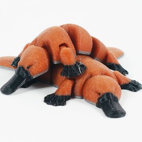 تصویر پلاتیپوس 