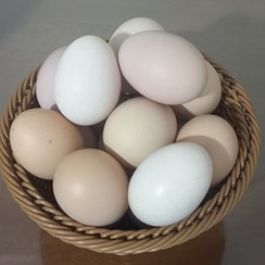 تصویر تخم مرغ محلی گلپایگان 