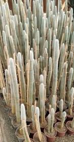 تصویر کاکتوس اوروسرئوس 