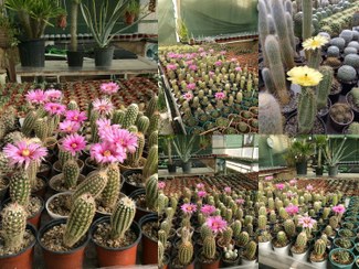 تصویر بذر کاکتوس اچینو سرئوس میکس - بسته 10 عددی Echinocereus Mix