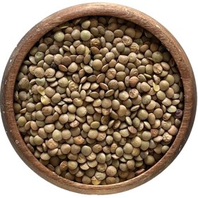 تصویر عدس ریز ساسکن 