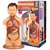تصویر نیم تنه انسان مدل آناتومی آموزشی آناتومی بدن انسان ۸ قطعه