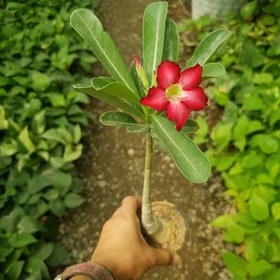 تصویر بونسای آدنیوم ( رز صحرا )(حداقل 250 تومن از غرفمون خرید بشه برای هر دومون بصرفه تر میشه)(هزینه ارسال پسکرایه) 