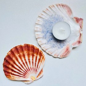 تصویر صدف برگی 