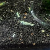 تصویر شریمپ میگو بلوبلت و بلو استیل Shrimp Blue Bolt Steel 