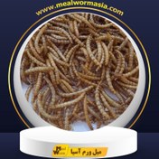 تصویر میل ورم خشک سه کیلوگرمی 