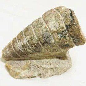 تصویر فسیل گاستروپود ترتیلا سنگ دکوری FOSSIL 