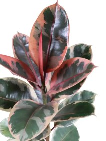 تصویر فیکوس شرابی ابلق 