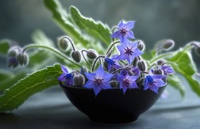 تصویر گل گاوزبان - نیم سیر / محصول ارسالی گاوزبان خشک شده می باشد. Viper bugloss