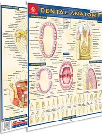 تصویر پوستر مطالعه سریع آناتومی دندان 