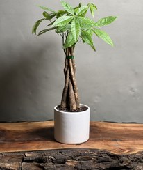 تصویر گیاه پاچیرا ۵ تنه بافت 