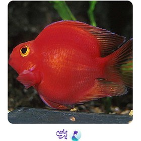 تصویر پک ماهی پرت (3 عددی) 