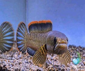 تصویر ماهی چانا لیمباتا 4 سانتی متر 