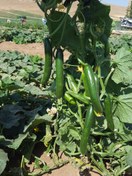 تصویر بذر خیار زمینی هیبرید الیور F1 شرکت کلوز فرانسه - ۵۰عددی 