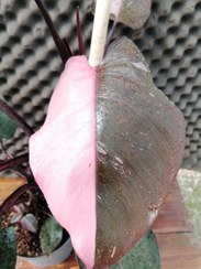 تصویر فیلودندرون پینک پرنسس Philodendron erubescens 'Pink Princess