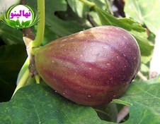 تصویر نهال انجیر ترکیه 