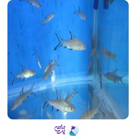 تصویر سیلور شارک 8 تا 9 سانت 