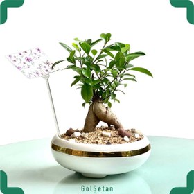 تصویر بونسای جینسینگ کد S34 