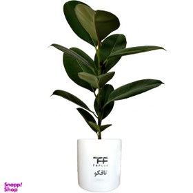 تصویر گل طبیعی فیکوس سبز تافکو کد 1402 