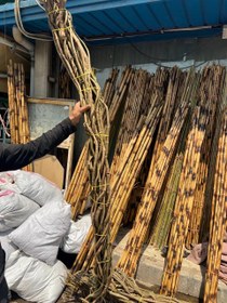 تصویر ریشه کیوی تنه و شاخه درخت مصنوعی 