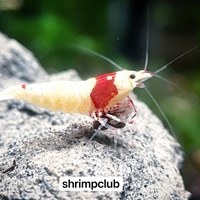 تصویر شریمپ میگو پی ار ال هنیمارو Shrimp PRL Hinomaru 