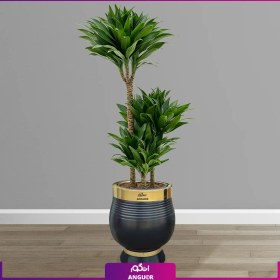 تصویر دراسنا کامپکت سایز بزرگ با گلدان فایبرگلاس لوکس VIP (decorative plants) 