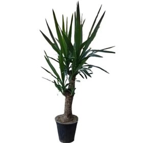 تصویر یوکا | کد: ZNB-FMJ 