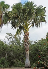 تصویر بذر نخل پالمیرا ماداگاسکار – Madagascar Palmyra Palm Seeds 