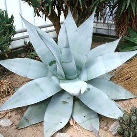 تصویر بذر ساکولنت آگاو گاین گولا 