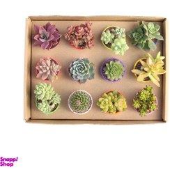 تصویر گیاه کاکتوس و ساکولنت آیدین کد CB009 بسته ۱۲ عددی 