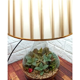 تصویر تراریوم گیاه طبیعی طرح آباژور 