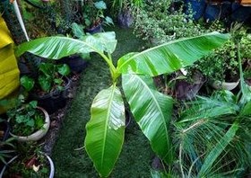 تصویر درخت موز طبیعی 