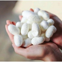 تصویر پیله ابریشم 50عددی درشت جهت پاکسازی و جوان کنندگی پوست 