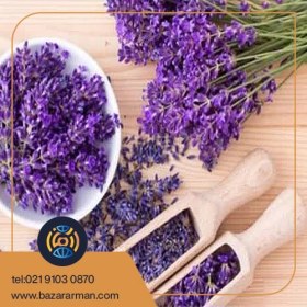 تصویر گل گاو زبان 