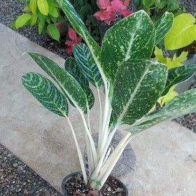 تصویر آگلونما گرین لایت Aglaonema Greenlight هزینه ارسال بصورت پس کرایه و بعهده مشتری می باشد 