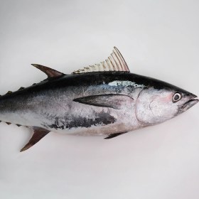 تصویر ماهی تن هوور 