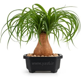 تصویر بونسای لیندا 