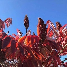 تصویر بذر سماق زینتی 10 عددی 