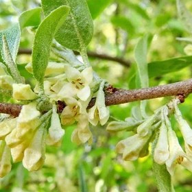 تصویر بذر سنجد ژاپنی 10 عددی 