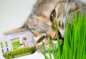 تصویر بذر علف گربه یوروپت 80 گرمی - اورجینال europet Soft Gras 80gr