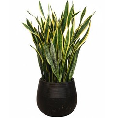 تصویر سانسوریا ابلق سایز بزرگ گلدان سفالی 