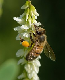 تصویر گرده گل 200 گرمی flower pollen 