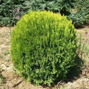 تصویر بذر درخت سرو خمره ای 