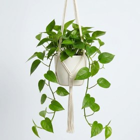 تصویر پتوس سبز 