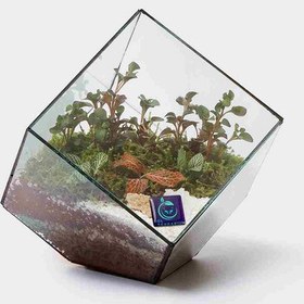 تصویر گیاه طبیعی تراریوم سل تراریوم مدل مربع سرکج 