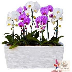 تصویر گلدان حسن یوسف (سایز کوچک) | کد: ZNB-1C1Z 