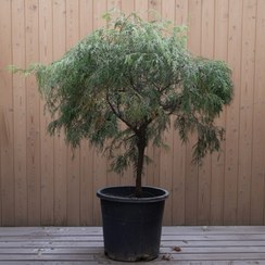 تصویر کاج مجنون اشکی 